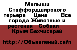 Малыши Стаффордширского терьера  › Цена ­ 1 - Все города Животные и растения » Собаки   . Крым,Бахчисарай